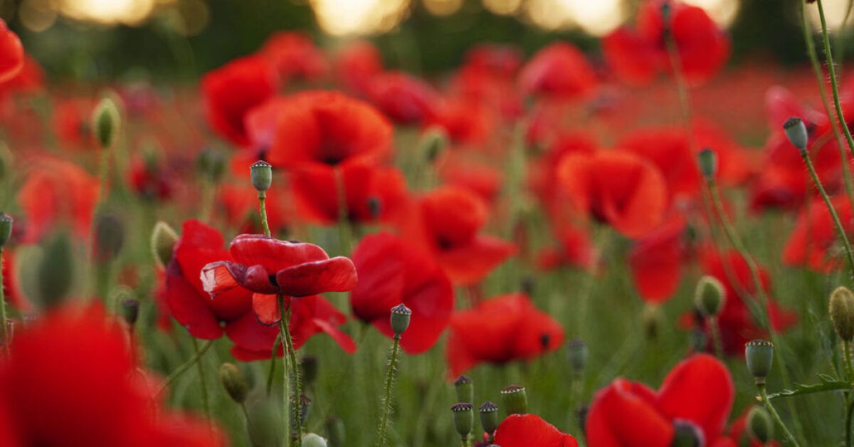 Restorative-SCS-Unite-in-Remembrance-2025